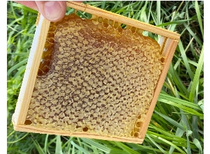 Мёд в сотах в секционной рамке, соты, мед с сотами Пасека Семьи Рясновых  36052706 купить за 845 ₽ в интернет-магазине Wildberries